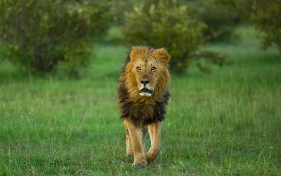 Kenya - Lorem ipsum is dummy text 