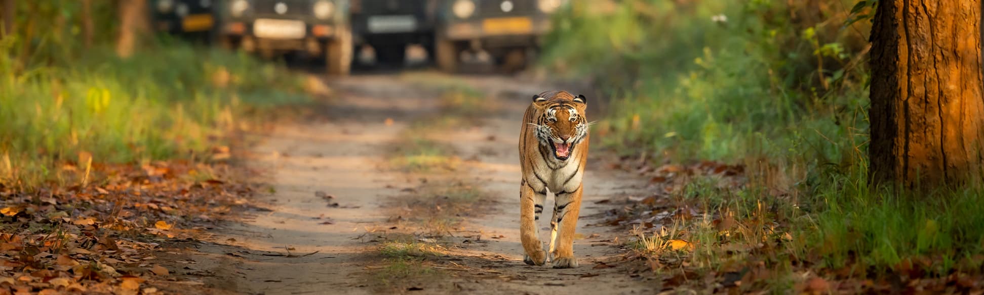 Central India - Lorem ipsum is dummy text 